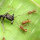 Image for article titled Macrophotographs of ant warfare are downright epic